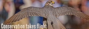 The Southeastern Wildlife Exposition image of hawk with Conservation takes flight title